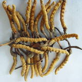 昆明冬虫夏草回收